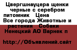 Цвергшнауцера щенки черные с серебром питомник › Цена ­ 30 000 - Все города Животные и растения » Собаки   . Ненецкий АО,Варнек п.